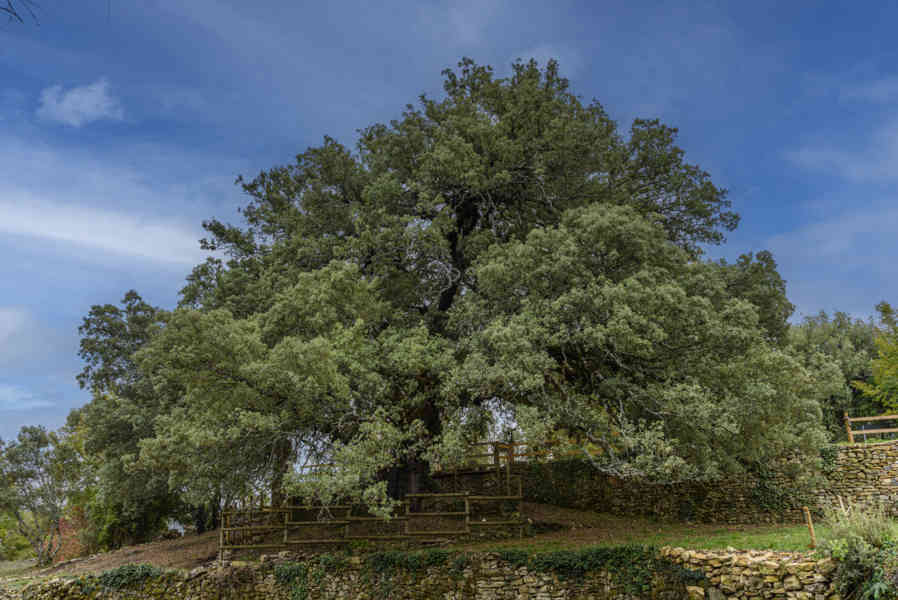 Huesca - Lecina 07 - encina Carrasca de Lecina - Árbol Europeo 2021.jpg